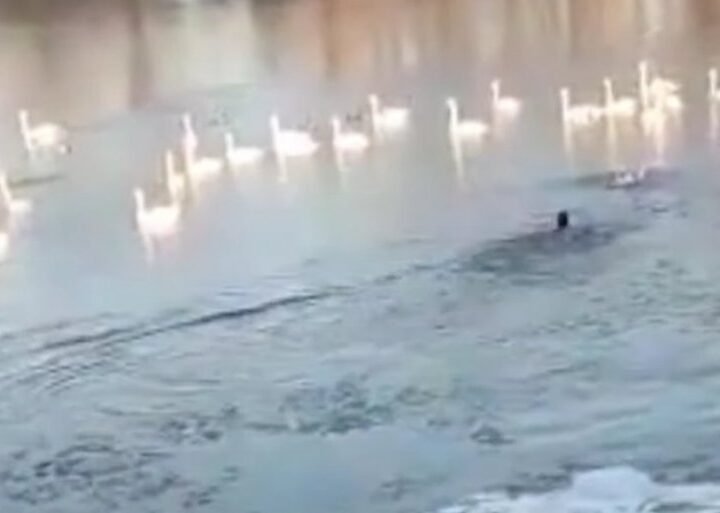 NEBOJŠA NIJE RAZMIŠLJAO NI TREN: Mladić iz Bečeja skočio u ledenu Tisu da spase svog ljubimca (VIDEO)
