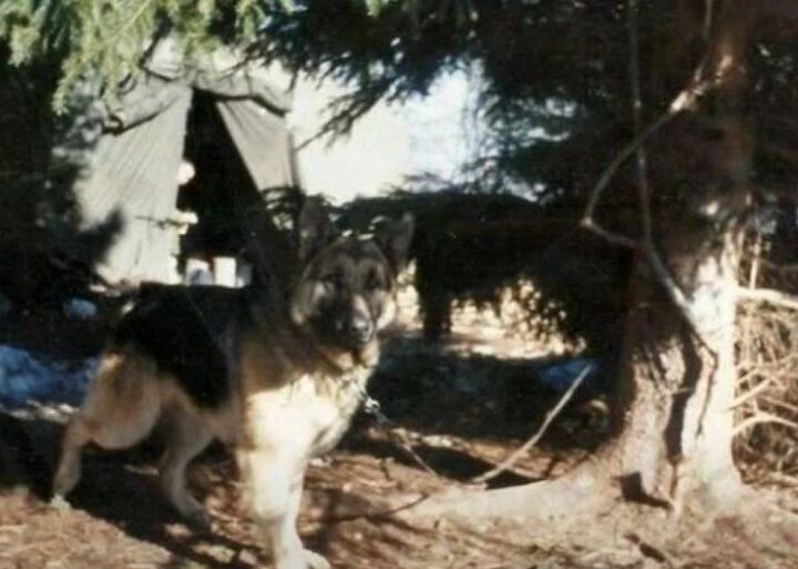 CRNOG SU UBILI PIJANI REZERVISTI: Neverovatne priče o psima sa Košara - mnogi su tragično nastradali uz svoje vojnike (FOTO)
