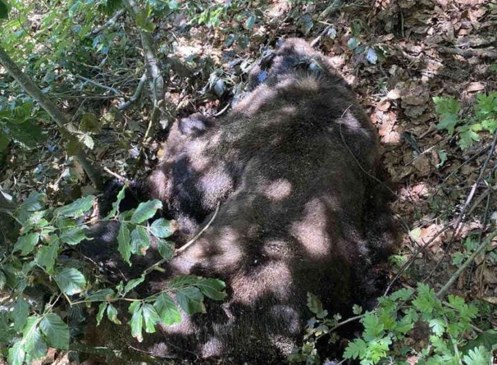STRADAO TAMO GDE JE TREBAO BITI NAJZAŠTIĆENIJI: Lovokradice odstrelile mrkog medveda od 150 kg i to u sred nacionalnog parka!