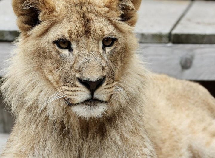 SIMBA SE SADA ZOVE NIKOLA: Kako danas izgleda lavić koji je uhvaćen kod Budve (FOTO)