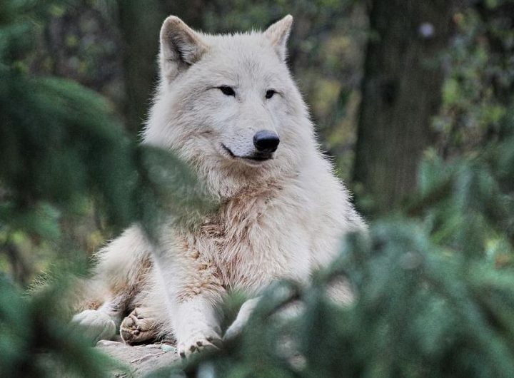 KINESKI NAUČNICI KLONIRALI ARKTIČKOG VUKA: Rođen je pre 100 dana